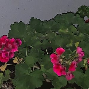 Meet your Posher, Juana